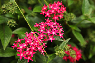 Close-up of pink flowers blooming outdoors