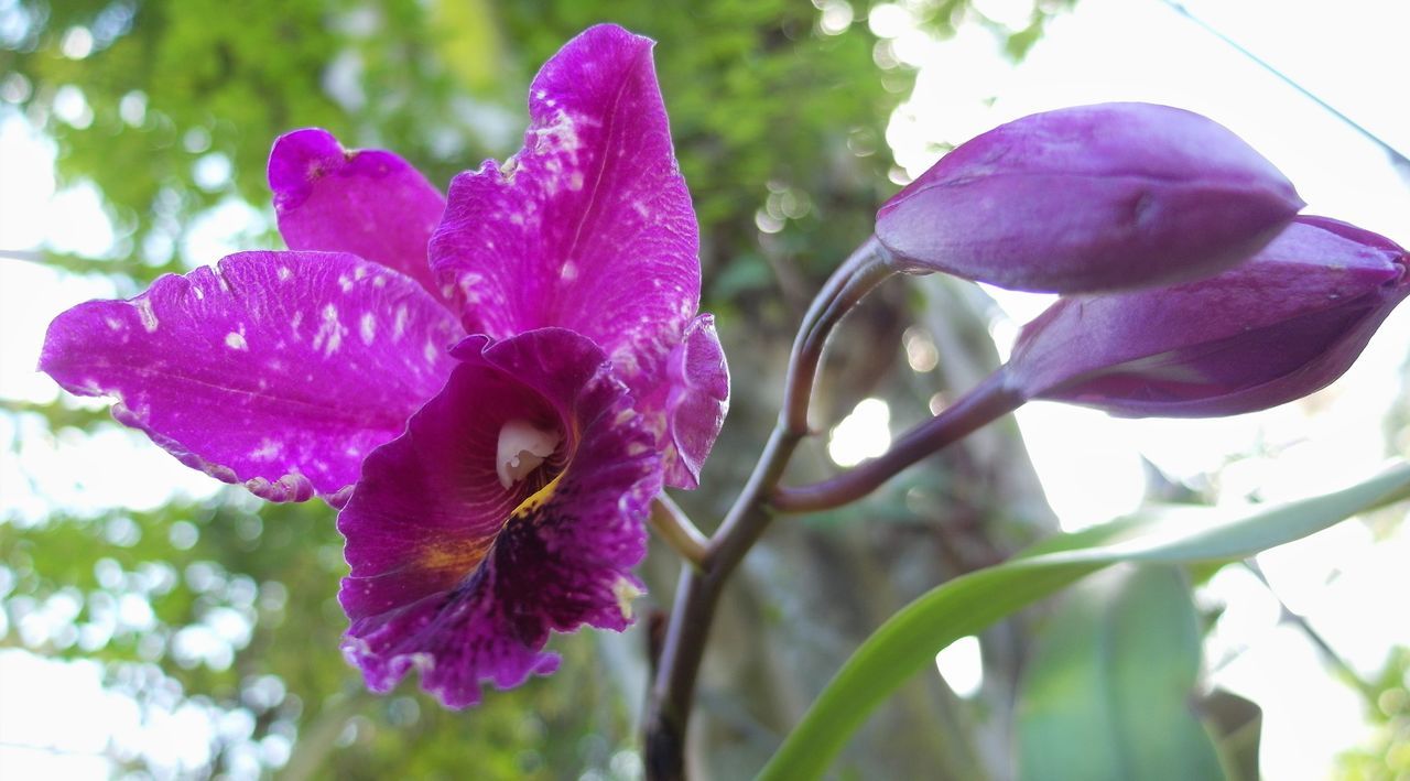 flower, petal, purple, fragility, growth, beauty in nature, nature, flower head, close-up, freshness, focus on foreground, outdoors, no people, day, plant, blooming, animal themes, passion flower