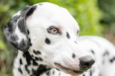 Close-up of dog