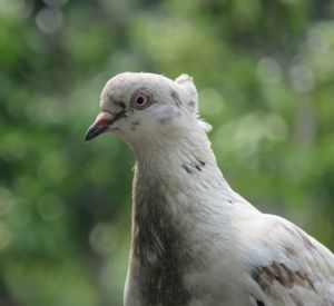 Close-up portrait of a bird