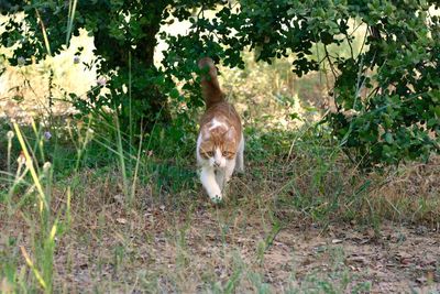 Cat on field