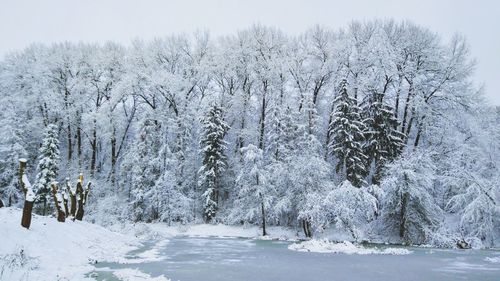 Snow covered trees in forest