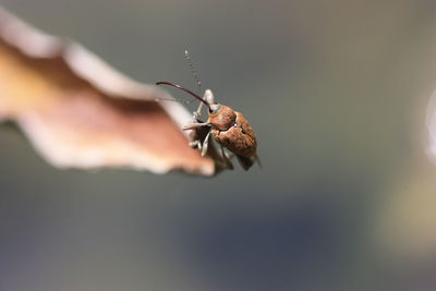 Close-up of insect