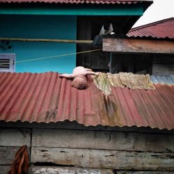 View of bird on roof against building