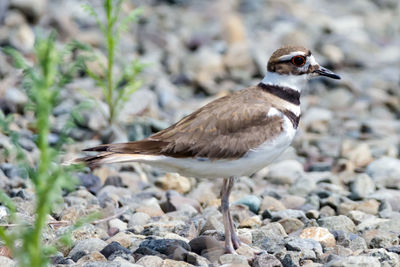 Close-up of bird perching on rock