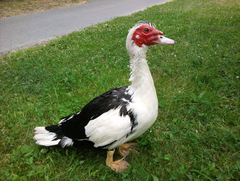 Bird on grassy field