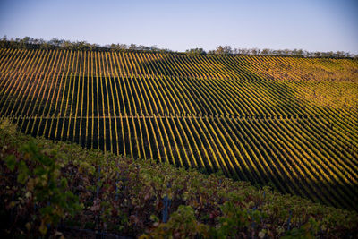 View of vineyard against sky