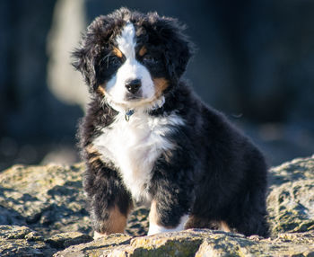 Portrait of dog sitting outdoors