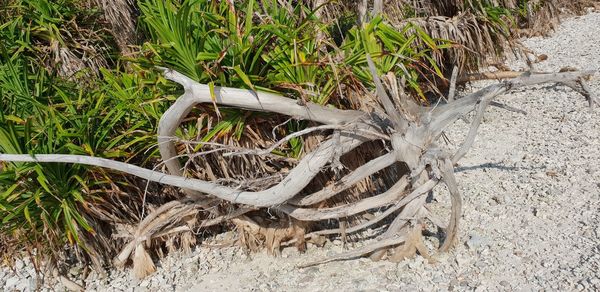 High angle view of damaged tree on field