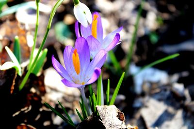 Close-up of purple crocus flower
