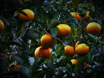 Close-up of fruits on tree