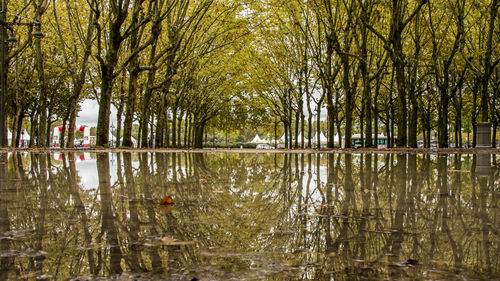 Reflection of trees in lake