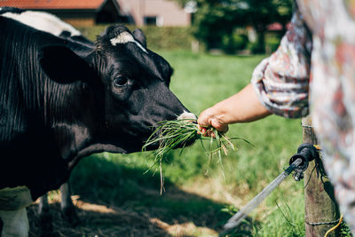 Close up of womans hand feeding cow with grass