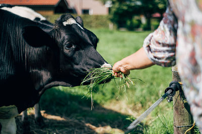 Close-up of hand feeding by plant on field