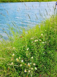 Scenic view of lake