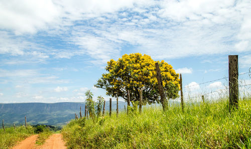 Yellow flowers growing on field against sky