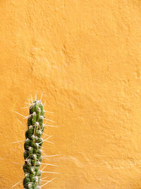 Close-up of cactus against orange background