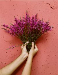 Close-up of woman hand on pink flowering plant against pink background