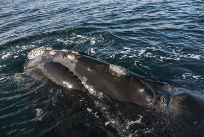 High angle view of swimming in sea