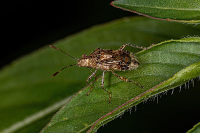 Close-up of insect on leaf