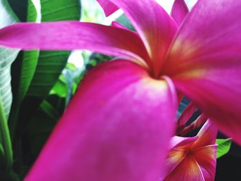 Close-up of pink flower blooming outdoors