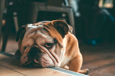 Close-up portrait of pug resting at home