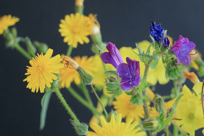 Close-up on yellow flowering plant