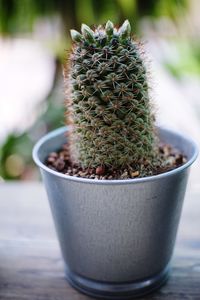 Close-up of potted plant on table