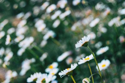 Close-up of white daisy flowers on field