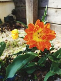 Close-up of orange flower