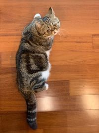 Cat sitting on wooden floor