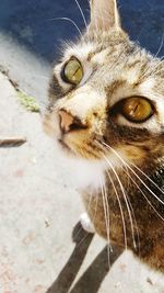 Close-up portrait of cat