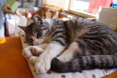 Close-up of cat sleeping at home