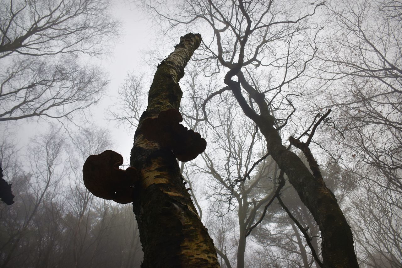 LOW ANGLE VIEW OF SILHOUETTE BARE TREES AGAINST SKY