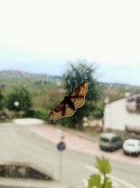 Close-up of butterfly on window