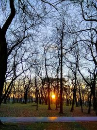 Trees on field against sky at sunset