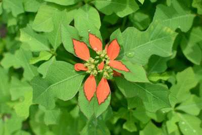 Close-up of orange leaves on plant
