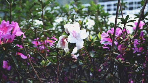 Close-up of pink flower