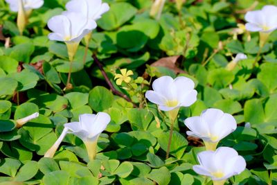 Close-up of white flowers