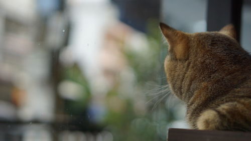Close-up of a cat with eyes closed