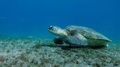 Big green turtle on the reefs of the red sea.