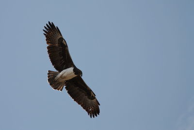 Low angle view of eagle flying against clear sky