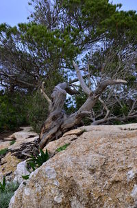 Lizard on tree against sky