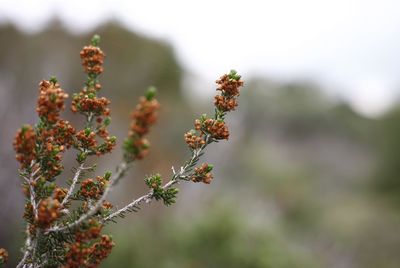 Close-up of flowering plants against blurred background