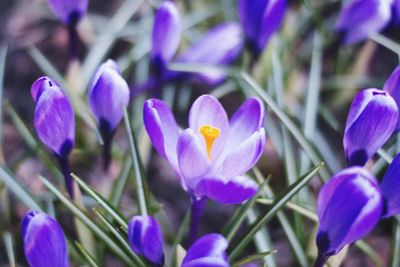 Close-up of purple crocus blooming outdoors