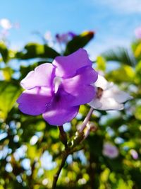 Close-up of purple flower blooming outdoors