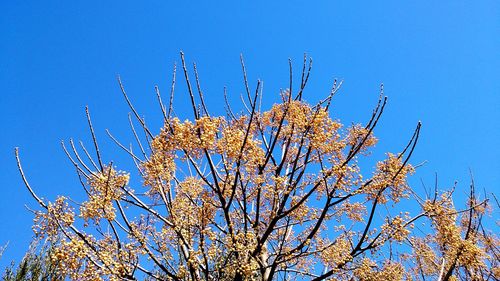 Low angle view of cherry blossom against blue sky
