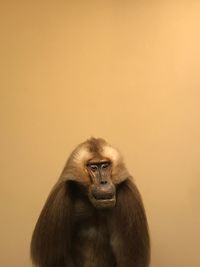 Close-up of monkey against yellow wall