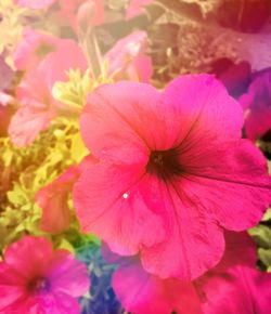 Close-up of pink flowers