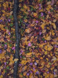 Full frame shot of colorful flowers on tree trunk